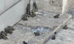 Sağanak sonrası ilçeyi istila ettiler!