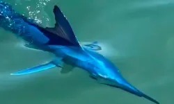 Nadir görülen mavi marlin görüntülendi!