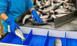 Türkiye, su ürünleri ihracatında rekor kırdı