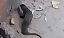 Şehirde gizemli hayvan göründü, halk paniğe kapıldı