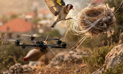 Kuşlar yuvalarını FPV İHA kablolarıyla yaptı