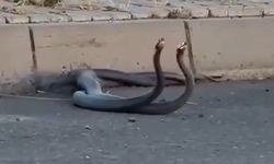Yılanlar şehir merkezine indi! İşte o görüntüler