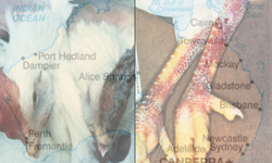 Avustralya'nın bir eyaletinde H5N1 kuş gribi vakası doğrulandı