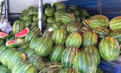 Kabak aşılı karpuzda verim arttı, lezzet düştü