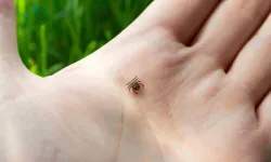 Aman dikkat! Yine kene yine can kaybı