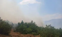 Orman yangınları başladı!