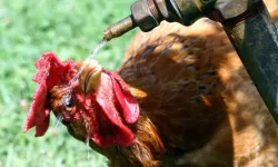 6 Bin ton kümes hayvanı telef oldu!