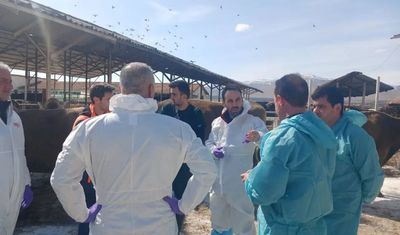 Malatya’da Şap Hastalığı Tedbiri: Karantina Dönemi Başlattı!