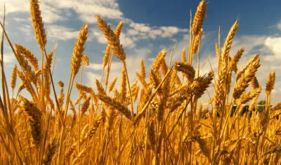 Benzeri görülmemiş hırsızlık: Tüm hasat 2 saatte çalındı