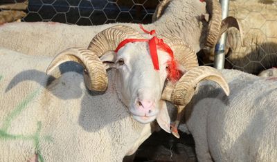 Kurban Bayramı tatili kaç gün olacak?