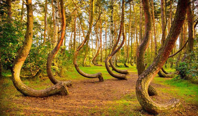 Dalları ve gövdeleri yerden 90 derece bükülüp dönen doğa kurallarını hiçe sayan bir orman