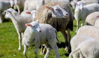 "Kırsalda Bereket Küçükbaşa Destek" projesine başvurular başladı