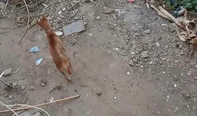 Köpek mi kurt mu? Kuduz şüphesi taşıyan gizemli hayvan 14 kişiyi yaraladı