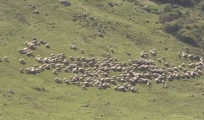 Karadeniz yaylaları canlanıyor