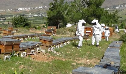 Arıcılar sezonun ilk polen hasadını yaptı