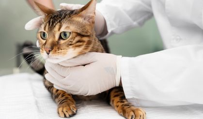 Kedilerin İştahı Nasıl Artırılır? – 5 Etkili Yöntem