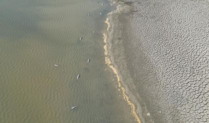 1,8 ton kalkan balığına el konuldu