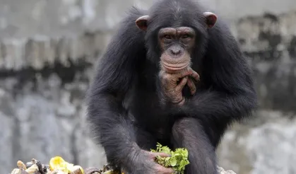 Şempanzeler insanlar gibi modayı takip ediyor!