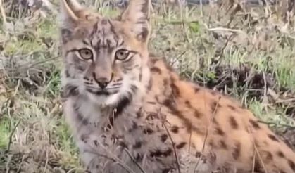 Karabük'te nesli tükenmekte olan bir vaşak, köylüler tarafından görüntülendi