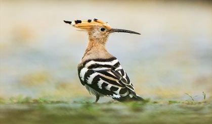 Rize kıyıları, göçmen kuşların sığınağı oldu