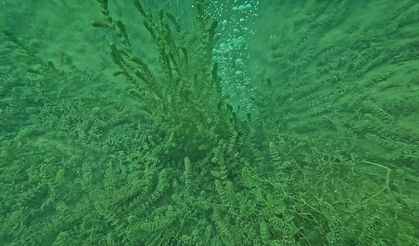 Sapanca gölünde oluşan kabarcıklar görüntülendi