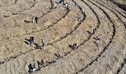 On binlerce fidan toprakla buluştu