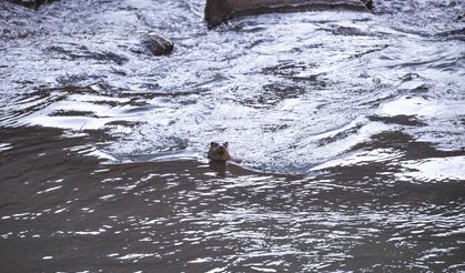 Tunceli'de su samuru görüntülendi