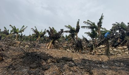 Antalya'da muz ağaçları yandı