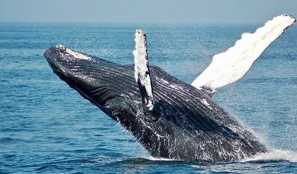 Balinalarda ölümcül virüs deşifre edildi