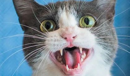 Araştırma ortaya koydu: Kediler erkekleri selamlarken daha fazla miyavlıyor!