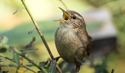 Çıt kuşları yazları yukarıda kışları aşağıda geçiriyor