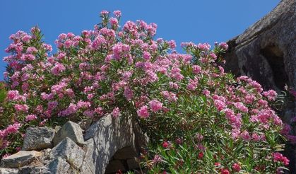 Kur'an-ı Kerim'de lanetlenen ağacın sırrı çözüldü!