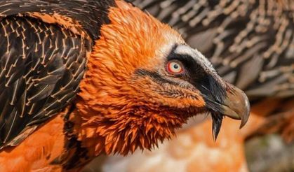 Sakallı akbaba, Artvin'de doğaya salındı