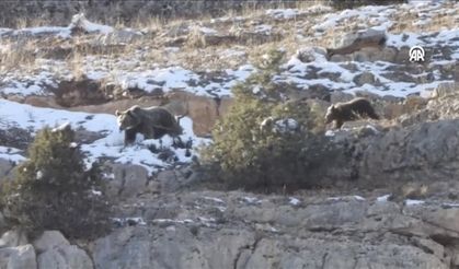 Gümüşhane'de anne ayı ve yavrusu görüntülendi!