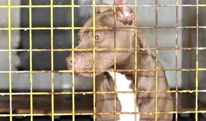 2 çocuğu yaralayan pitbull saldırısına ilişkin sıcak gelişme