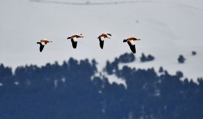 Kars'ta kuşların sunduğu renk cümbüşü göz doldurdu