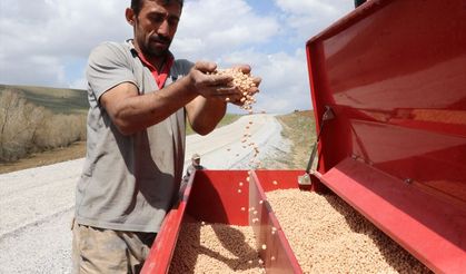 Yağışlar arttı! Nohutta rekolte beklentisi arttı