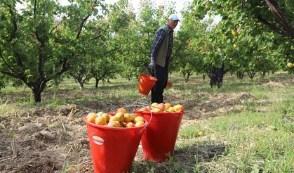 Tescilli Mut kayısısında hasat mesaisi başladı