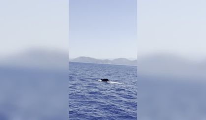 Görenler gözlerine inanamadı! Fethiye'de dev balina