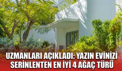 Uzmanları açıkladı: Yazın evinizi serinleten en iyi 4 ağaç türü