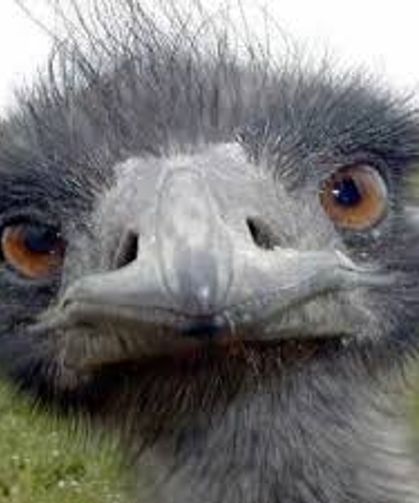 İstanbul'daki dekorasyon işini bırakıp, devekuşu çiftliği kurdu