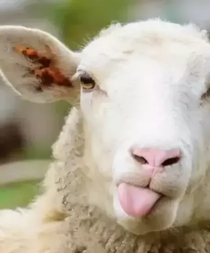 Kurbanlık Pazarları Hareketlendi: 2026 Yılı İlk Fiyatları Netleşiyor