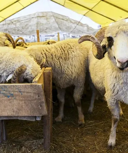 Kurban Bayramı tatili 9 gün olacak mı? Bakandan yanıt