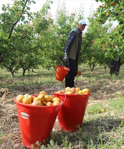 Tescilli Mut kayısısında hasat mesaisi başladı