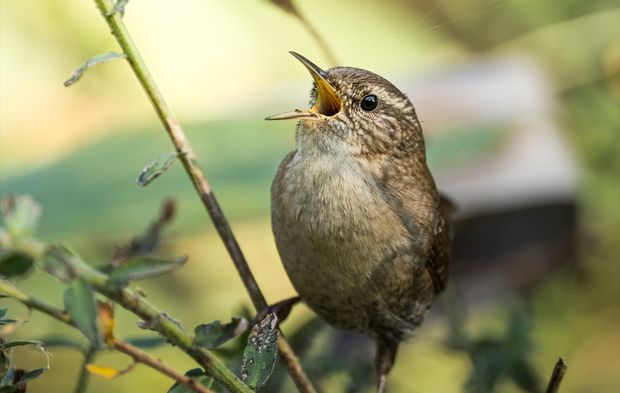 Çıt kuşları yazları yukarıda kışları aşağıda geçiriyor