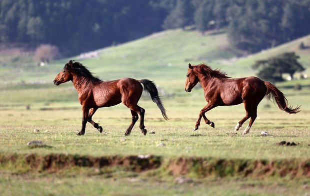 Yılkı atları Eynif Yaylası'nı şenlendirdi