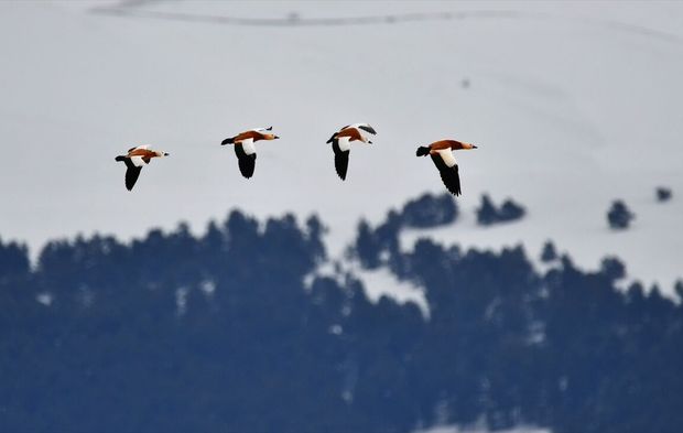 Kars'ta kuşların sunduğu renk cümbüşü göz doldurdu
