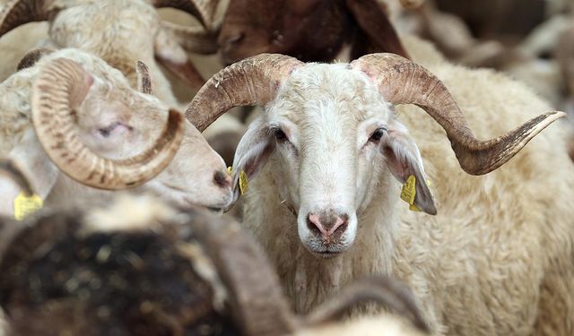 1200 küçükbaş hayvan için satış ihalesi! TİGEM duyurdu
