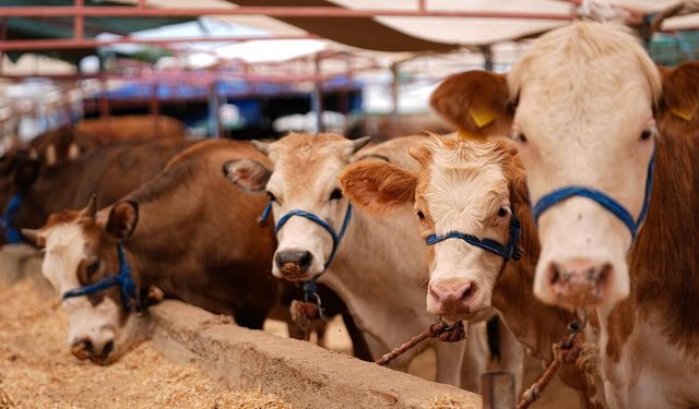 Kurbanlık fiyatları ortaya çıkmaya başladı: İlk rakamlar açıklandı