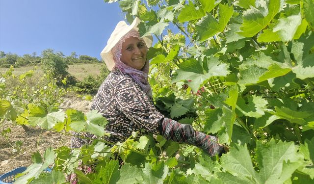 Bağ yaprağından 2 milyar liralık gelir beklentisi!